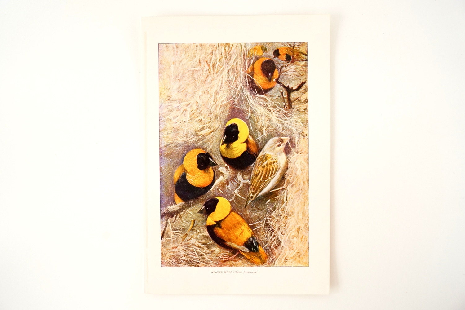 Vintage / Antique Weaver Birds Book Plate Engraving 1 (c.1900s) - Collectible, Home Decor, Ocean Art