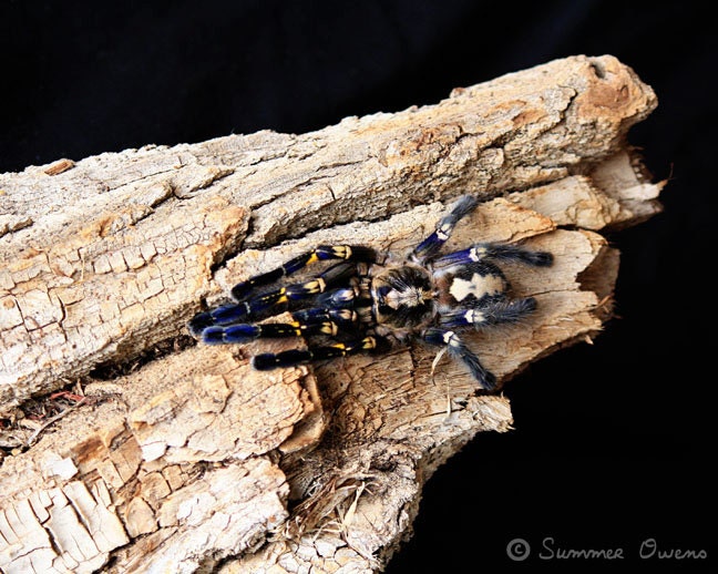 Tarantula Photograph - Showstopper - Electric Blue and Yellow Spider Art - 8x10 Fine Art Photo Print