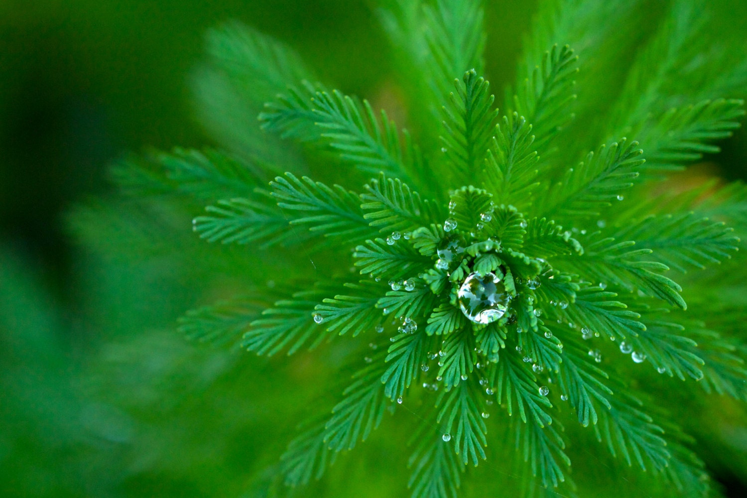 Nature Photography - Fern - Dew - Water - Summer - Spring - Green - Nature - Close Up - Home Decor - Fine Ar Photograph