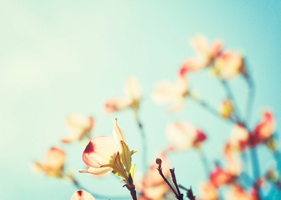 Spring Photography - flowers dogwood branches floral print pale blue aqua peach red pastel botanical wall art, 5x7 Photograph, "Yearning"