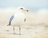5x7 Beach Photography - seagull print coastal wall art photo light blue photograph white pale beige seashore bird sea shore, "Beach Bum"