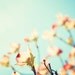 Spring Photography - flowers dogwood branches floral print pale blue aqua peach red pastel botanical wall art, 5x7 Photograph, "Yearning"
