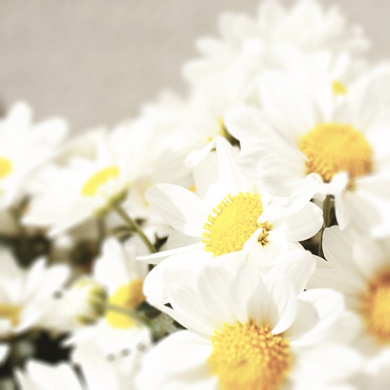 Daisy Flower photograhy 20x20cm (8x8inches) White and yellow Sunshine Pastel wall decor
