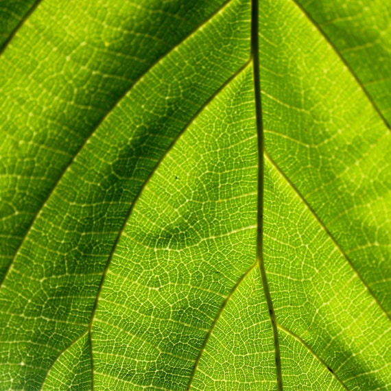 Neon green Macro photography Leaf print 5"x5" or 8"8" or 12"x12" (30x30cm) Fresh greens