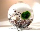 FREE 2nd Marimo Ball included- Featured in NORDSTROM Marimo Moss Ball Globe Aquarium / Terrarium: Choice of 11 Different Colors