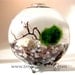FREE 2nd Marimo Ball included- Featured in NORDSTROM Marimo Moss Ball Globe Aquarium / Terrarium: Choice of 11 Different Colors