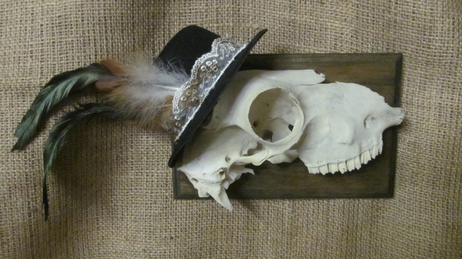 Taxidermy sheep skull transection in a nice hat