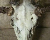 Deer skull rogue taxidermy double horned skull