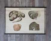 Wiederkäuermagen School Wall Chart