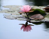 Calm Reflections Waterlily Fine Art Photography 10x10 print, nature, garden, floral wall decor, home decor