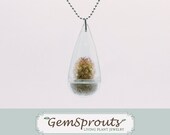 Real Living Tiny Texas Windowsill Cactus Plant Necklace with Ballchain