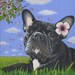 Summery French Bulldog. Original Dog Painting.