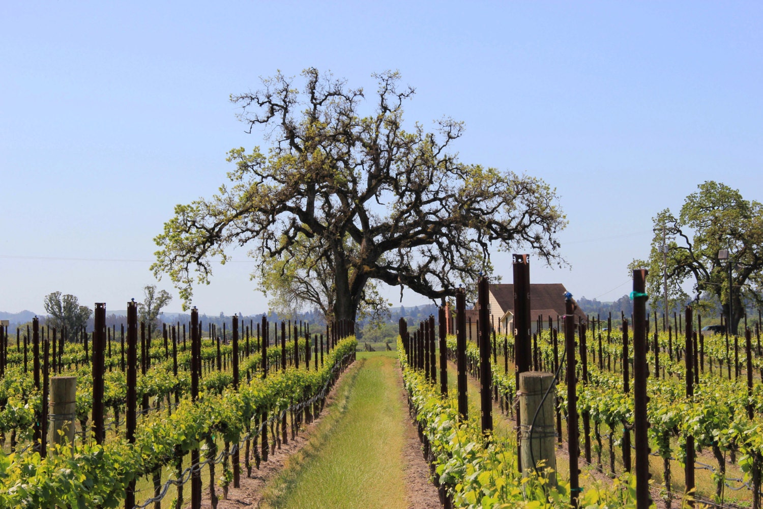 Sonoma Valley winery, vineyard, wrapped canvas, fine art, home decor, 24x18