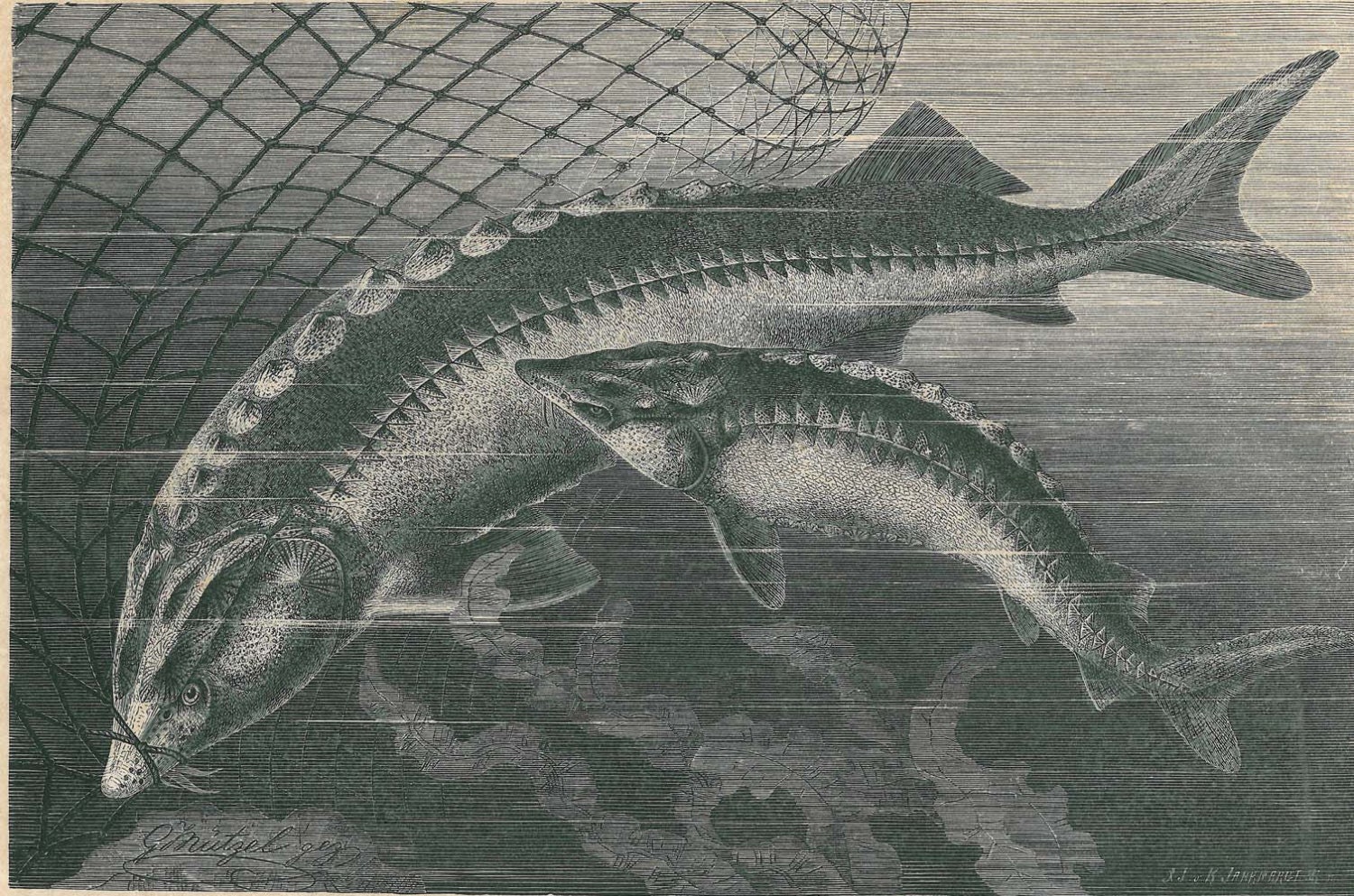 1883 Antique Sturgeons  Fish Print  Acipenser Engraving  Brehm Tierleben Art Print