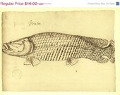 Brazilian Fish Sketch Drawing Vintage Facsimile Maranhao Frei Cristovao