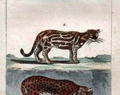 1802 Jaguar and Ocelot Rare Antique Hand Colored French Engraving,  Illustration,  Cats From Buffon's Natural History