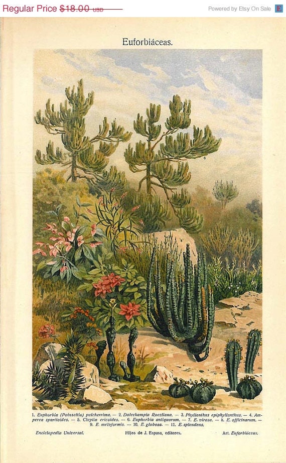 Spurge Plants Antique Color Lithograph Succulents