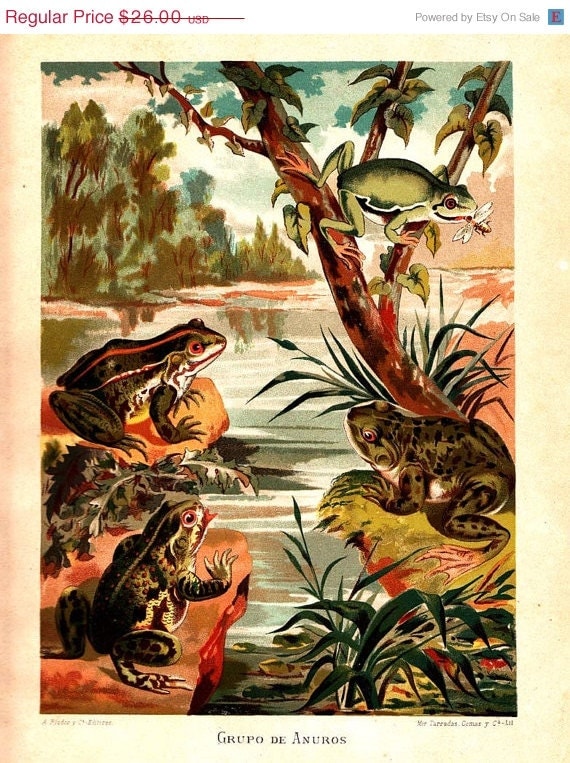 1883 Frogs Antique Color Lithograph Brehm Zoology Natural History