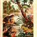 1883 Frogs Antique Color Lithograph Brehm Zoology Natural History