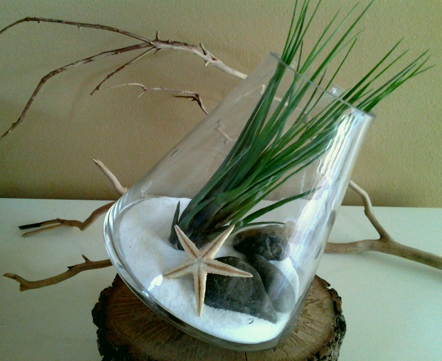 Fantastic Tippy vase Air plant terrarium with Tiger stones, a Natural mini starfish, on a bed of pristine white sand