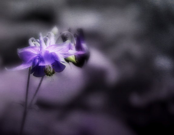 Spellbound, Fine art Photography, Whimsical, Surreal, Magical, Nature, Fairytale, Purple, Ombre, Grey