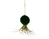 Emerald Green Hanging Air Plant Container Pod with Stricta Air Plant