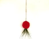 Red Hanging Air Plant Container Pod with Stricta Air Plant