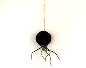 The ORIGINAL Crazy Bulbosa Air Plant in Hanging Black Pod