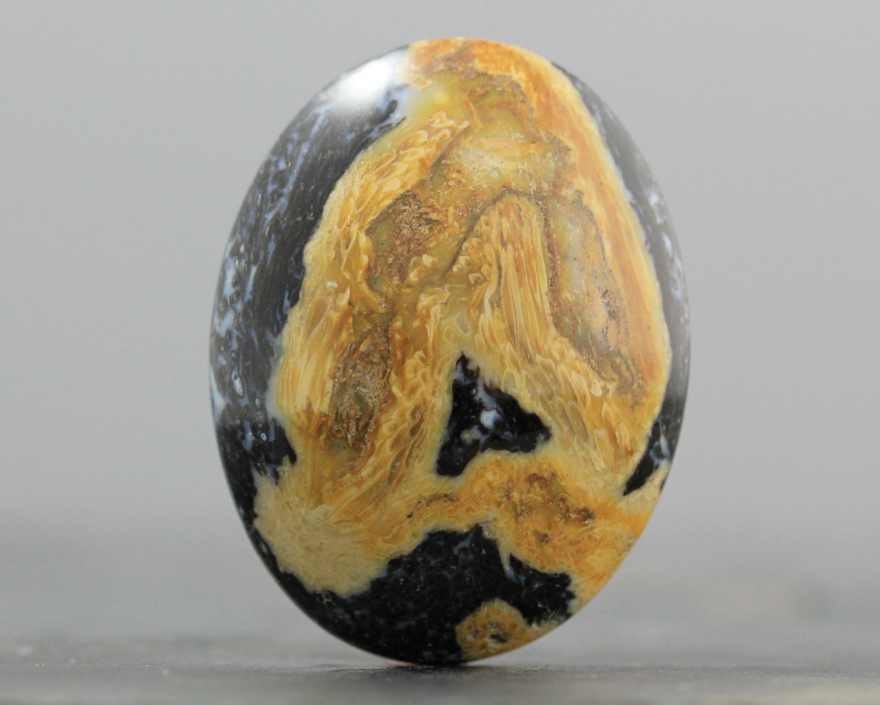 Fossil Specimen - Petrified Wood Cabochon - 35mm (C2733)
