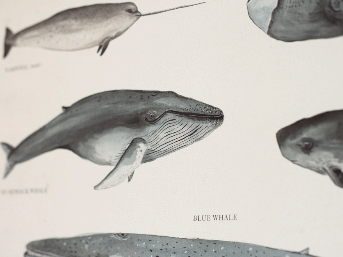 Whales A3 Canvas poster - vintage educational chart illustration - home decor - WHAP3006
