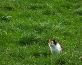 Cat photo, Cute Nursery art, Farm Cat Photography, Farm animal print, 8x10 pet photography, Calico, Fine art Animal print