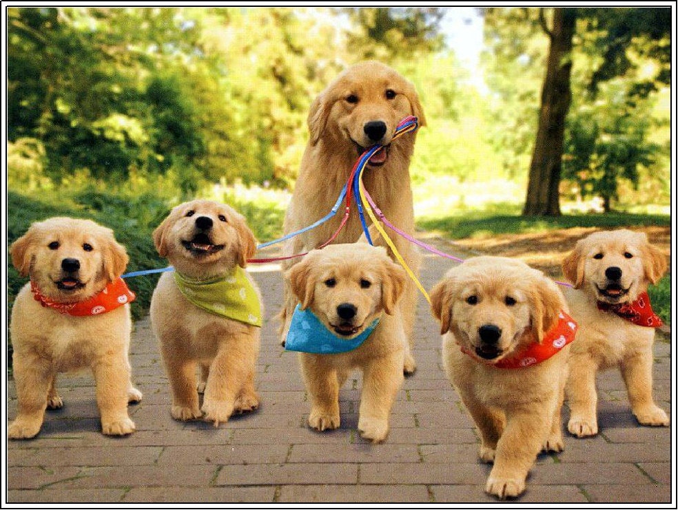 4 Dog Puppy Golden Retriever Dogs Puppies 6 Greeting Notecards/ Envelopes Set