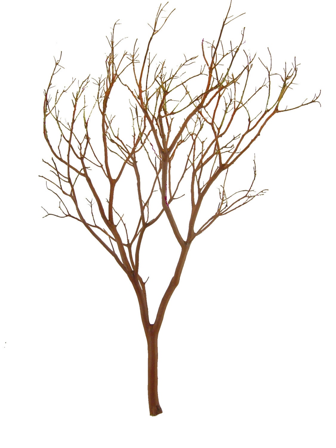 Manzanita Branches  4-pack  Premium Centerpieces, Crafts, Floral