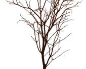 Manzanita Branches  4-pack  Premium Centerpieces, Crafts, Floral