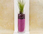 IOTA FANDANGO -  feng shui home decor, decorative accent, air plant, sand terrarium, feng shui gift, mothers day gifts, mothers day