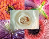 Boxed set of 25 4x6 flower BLANK PHOTO NOTE cards for any occasion red, pink, white, purple floral theme