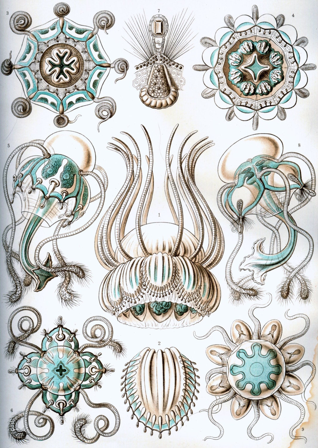Turquoise and brown-Jellyfish-Soft delicate colors-home decor-Ocean-Nature-Underwater-Art Treasures