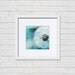 Fine art photography - dandelion nature photography 5x5 - blue green teal spring macro print - still life