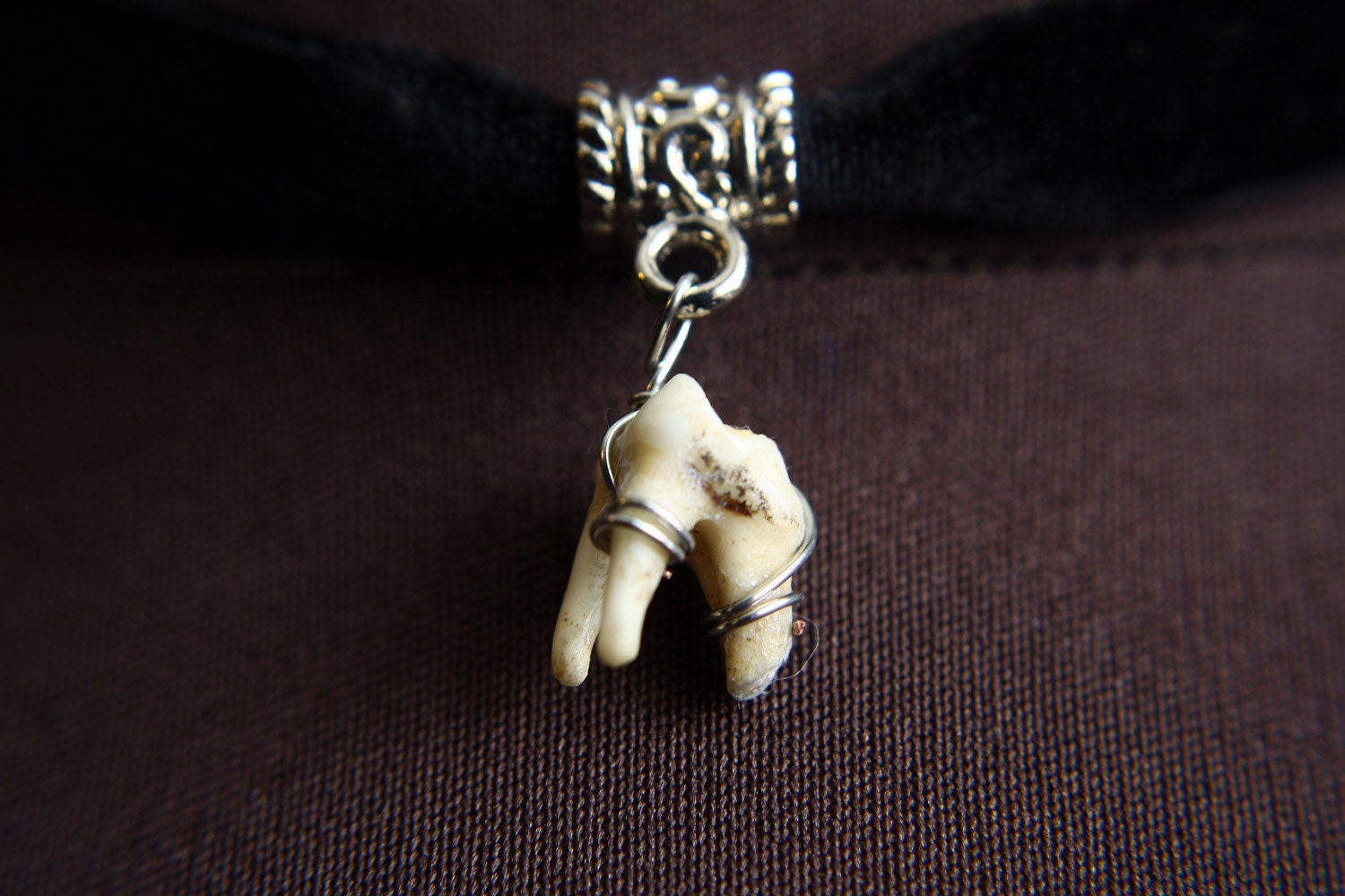 Raccoon tooth choker