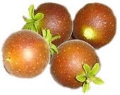 7 Ceylon Gooseberry Seeds-1030