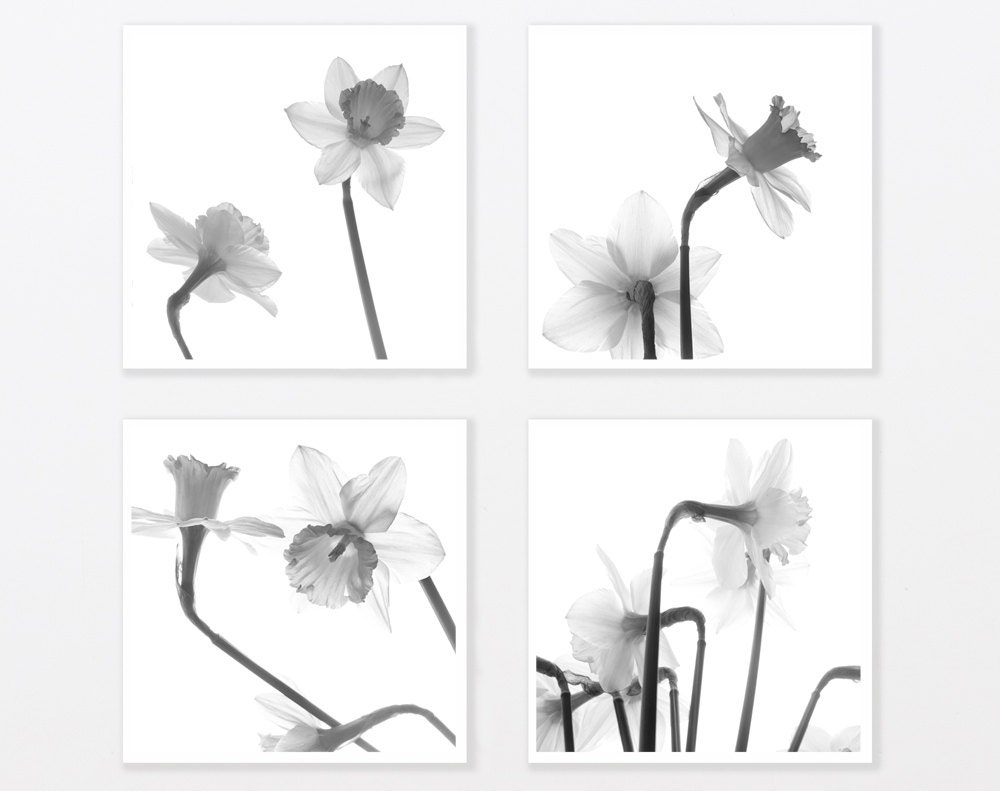 Daffodil Flower Photography Print Set 8X8 Black and White contemporary Minimalist loft Wall Decor