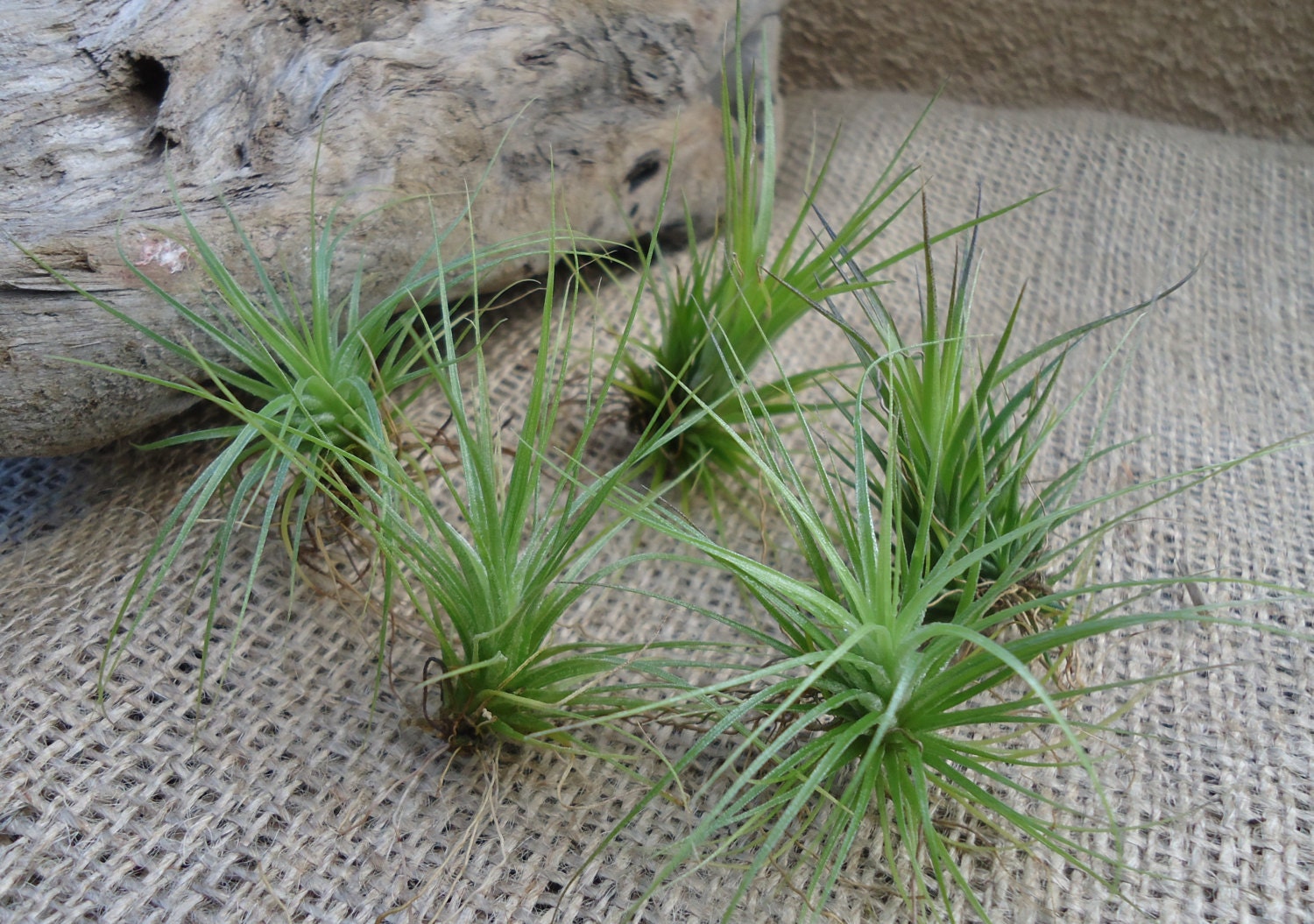 5 Pack Mini Tillandsia Stricta Soft Leaf