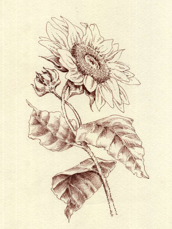 Sunflower. Original drawing