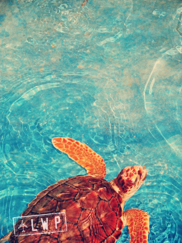 Out For a Swim, Turtle Sanctuary, Animal Child's Room Wall 9x12 Fine Art Photography