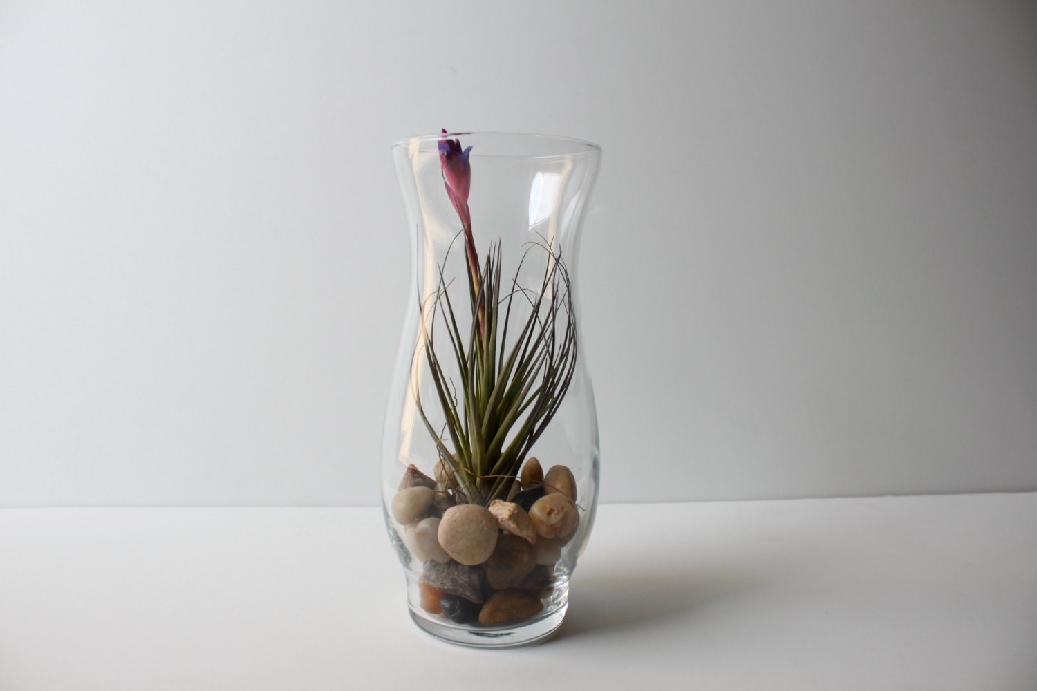 Blooming Air Plant Terrarium in Glass Vase