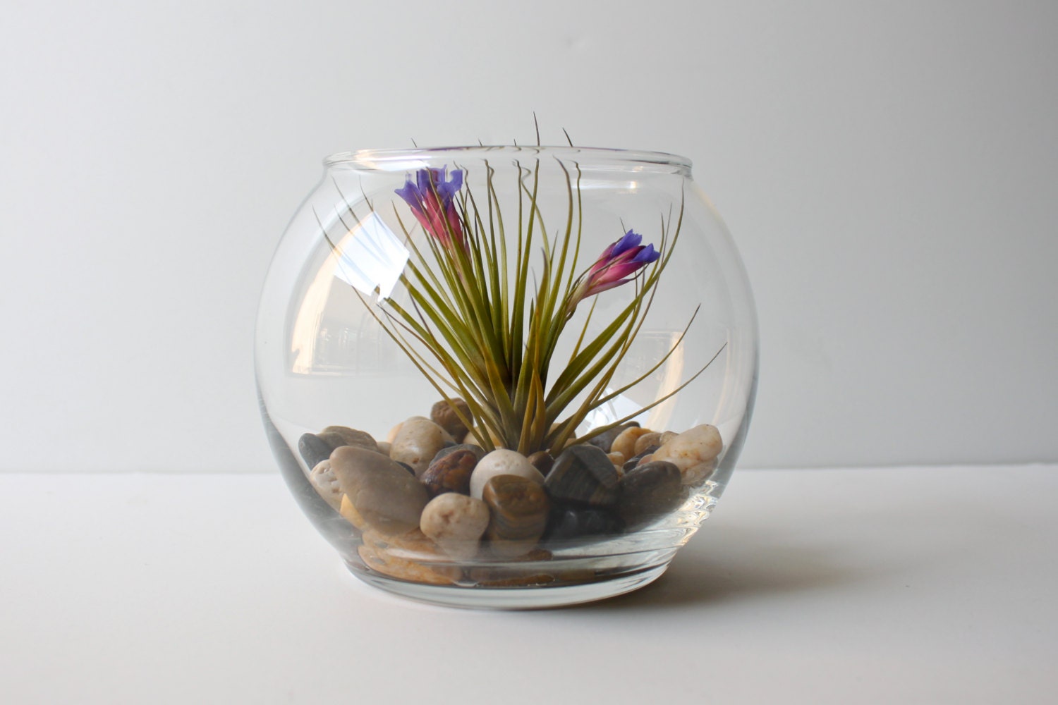 Air Plant Terrarium in Miniature Glass Bowl