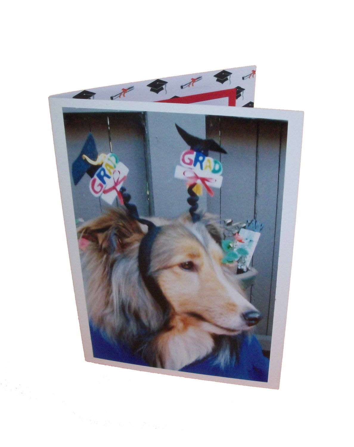 Shetland Sheepdog Graduation Card, Sheltie Graduation Card, Dog Graduation Card