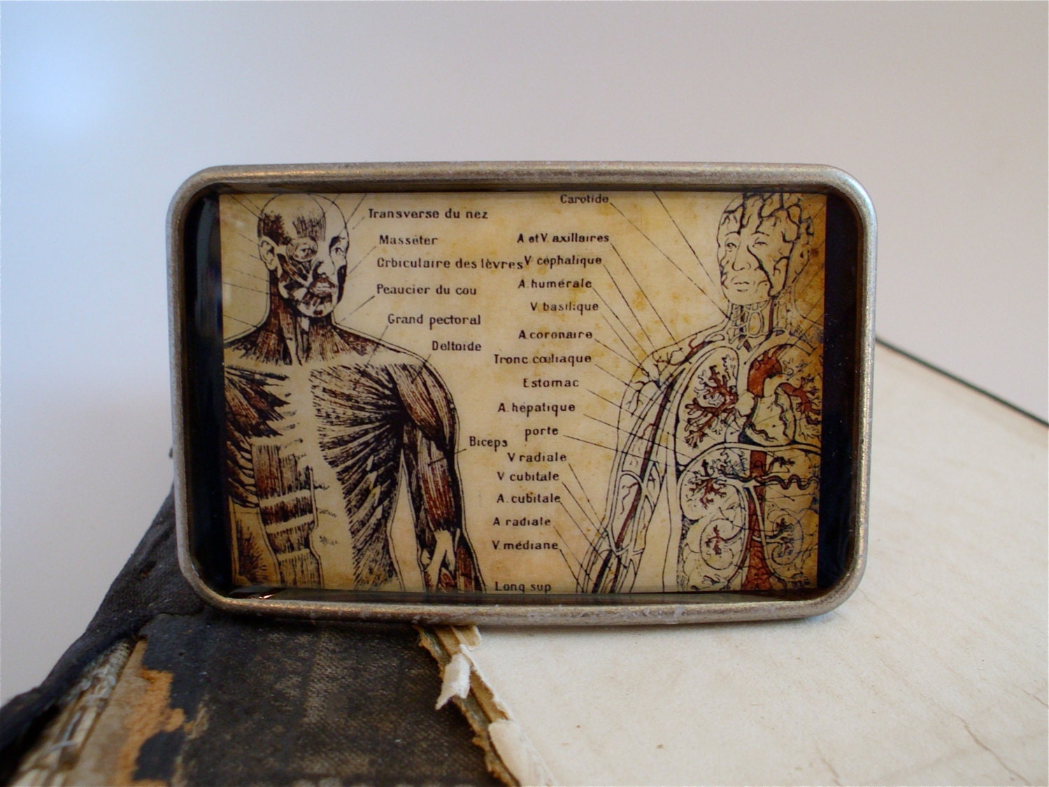 Anatomy Belt Buckle - 1863 French Antique Print Nervous and Circulatory System Belt Buckle - Anatomical