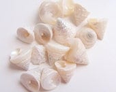 Shells 10 pcs - Beach Decor - Pearl Trochus Shells