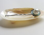 Shell Tray - Jingle Shell  Dish